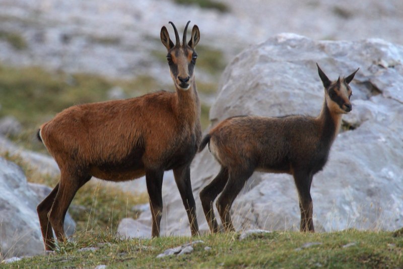Серна (Rupicapra Rupicapra)