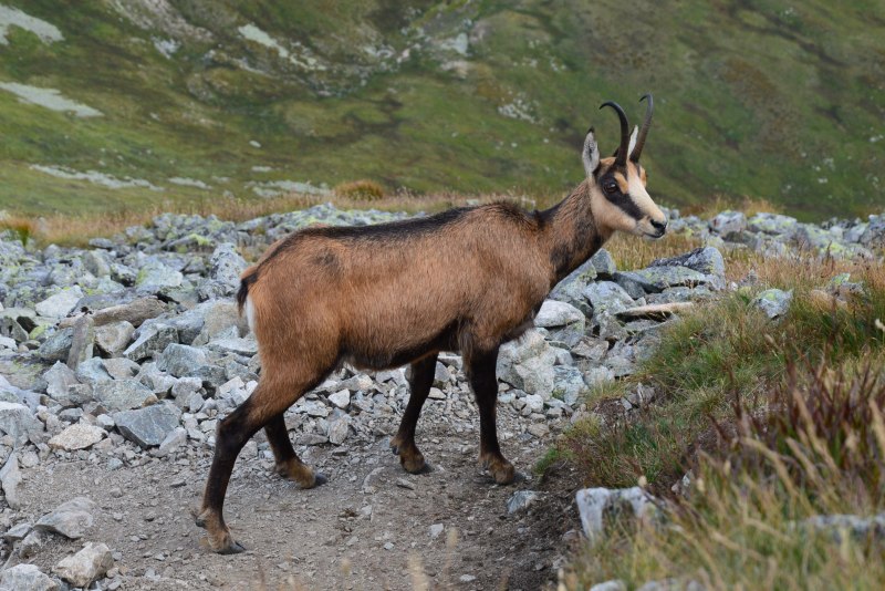 Серна (Rupicapra Rupicapra)
