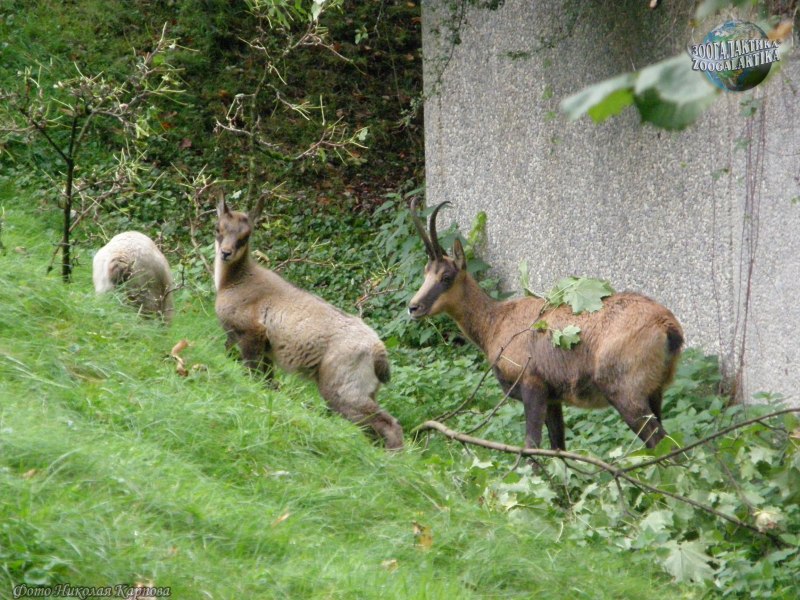 Pyrenean Chamois