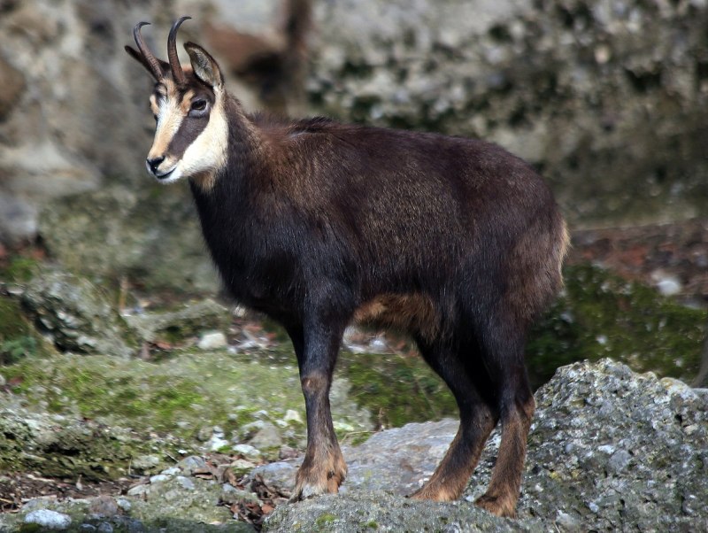 Серна (Rupicapra Rupicapra)
