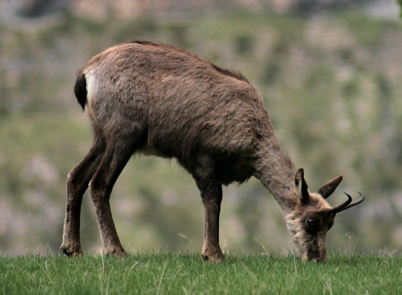 Серна (Rupicapra Rupicapra)