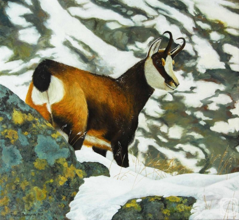 Горная Серна