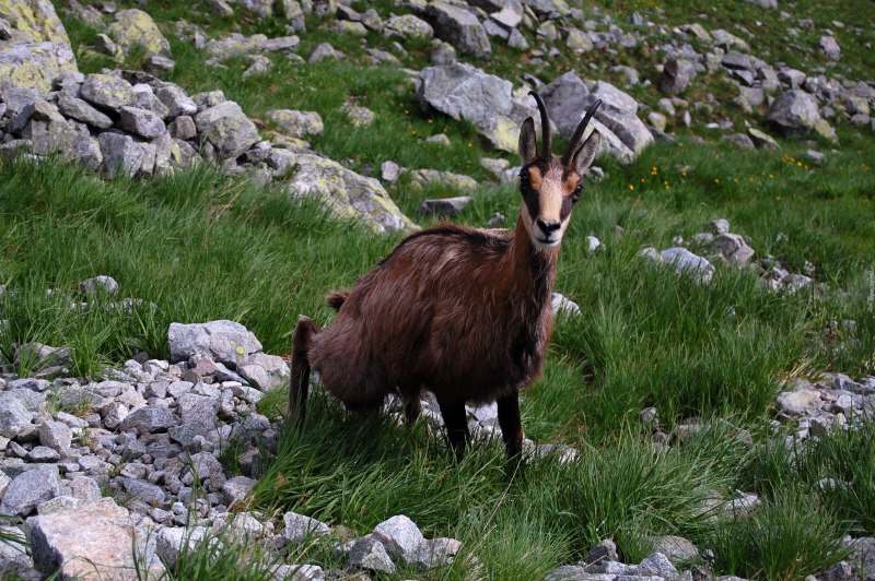 Серна (Rupicapra Rupicapra)