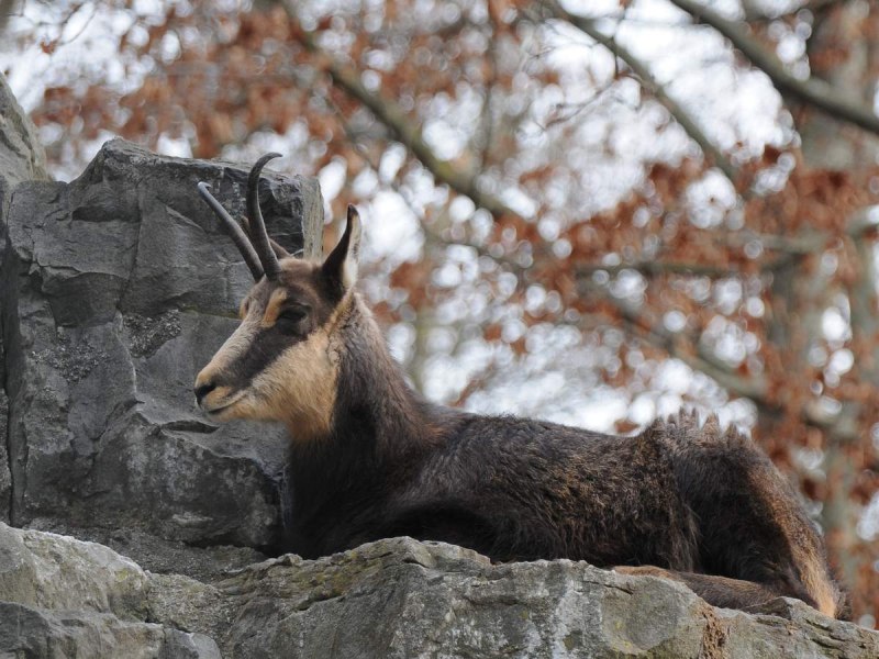 Серна (Rupicapra Rupicapra)