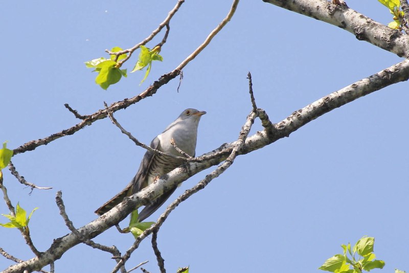 Cuculus saturatus