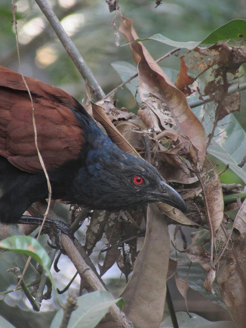 Coucal