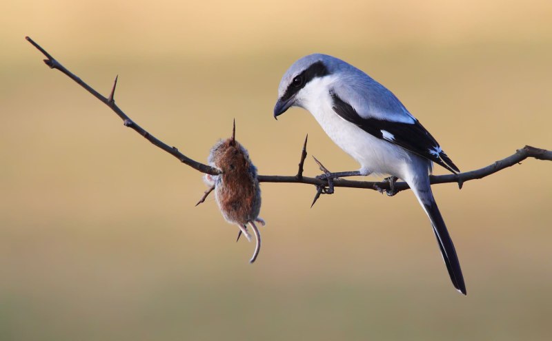 Hide and Shrike