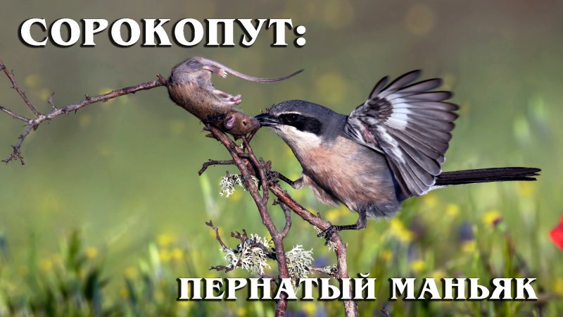 Даже птичка Воробей по повадкам как еврей