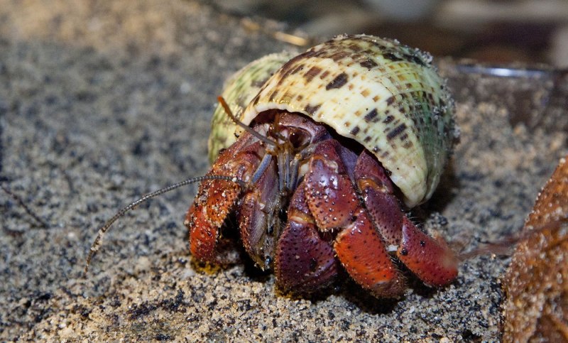 Coenobita clypeatus