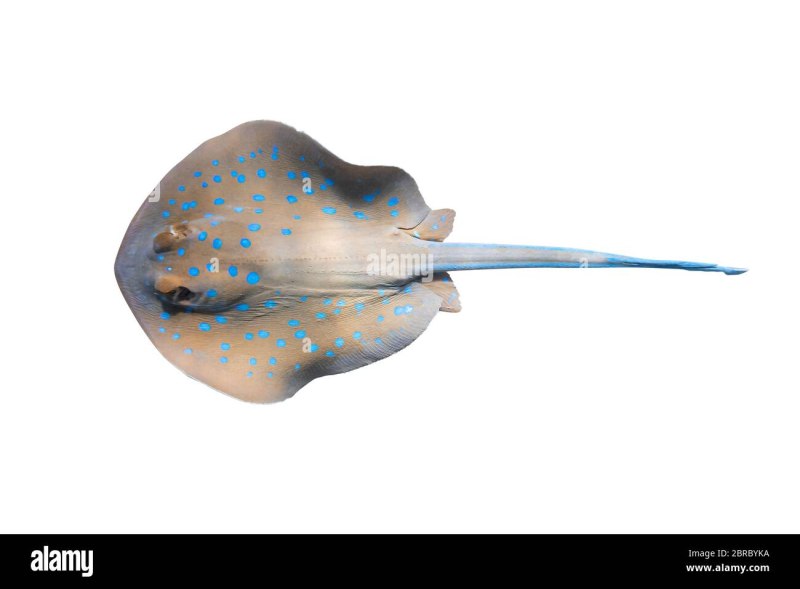 Bluespotted Ribbontail Jeff Rotman