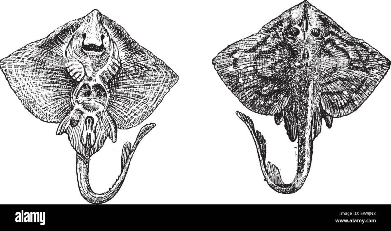 Raja clavata рисунок