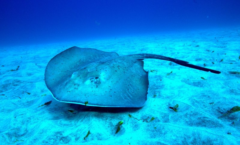 Скат-хвостокол в черном море