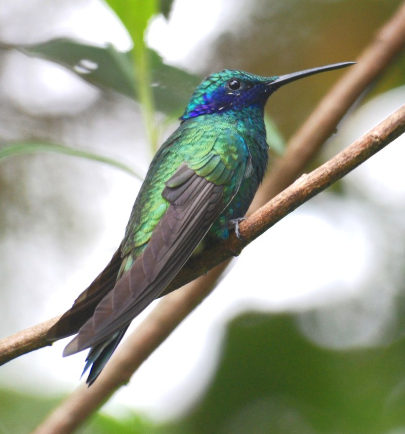 Колибри trochilidae