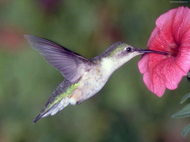День Колибри (National Hummingbird Day)