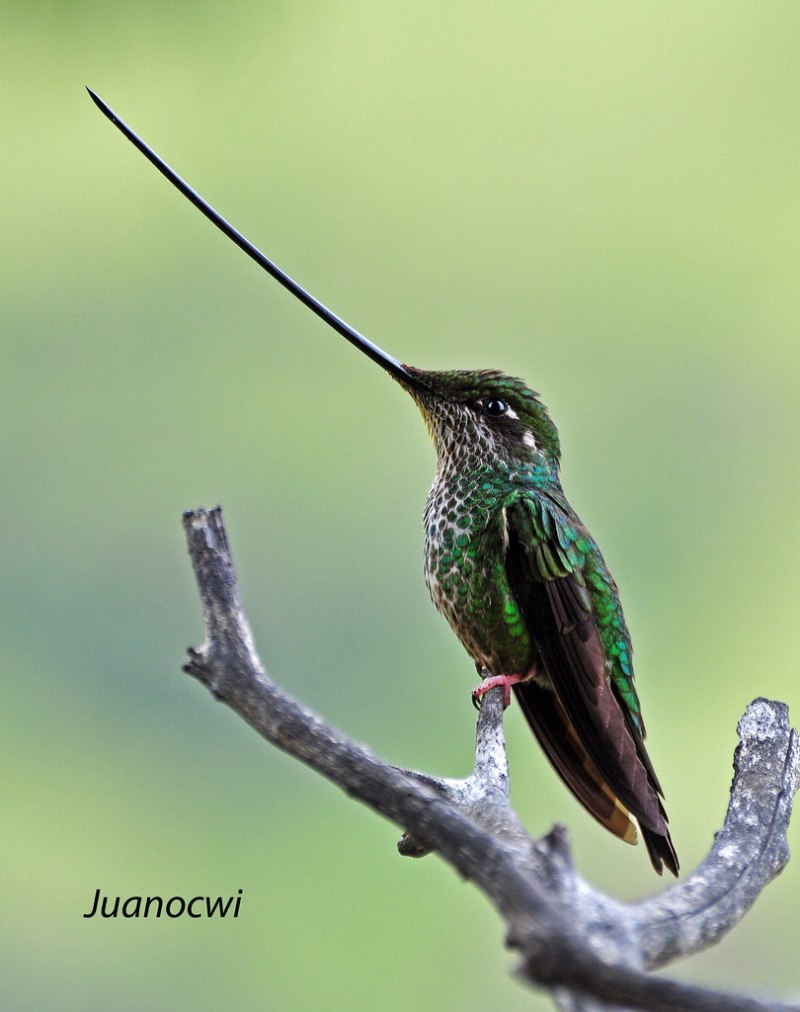 Колибри trochilidae