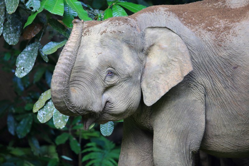 Elephas naumanni
