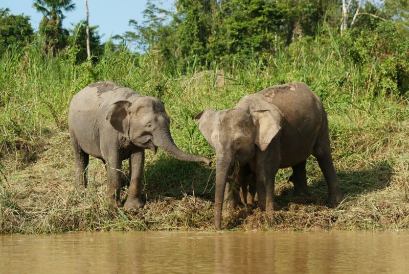 Borneo Pygmy Elephant