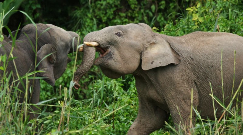 Elephas antiquus