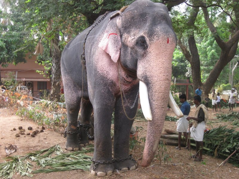 Thechikottukavu Ramachandran