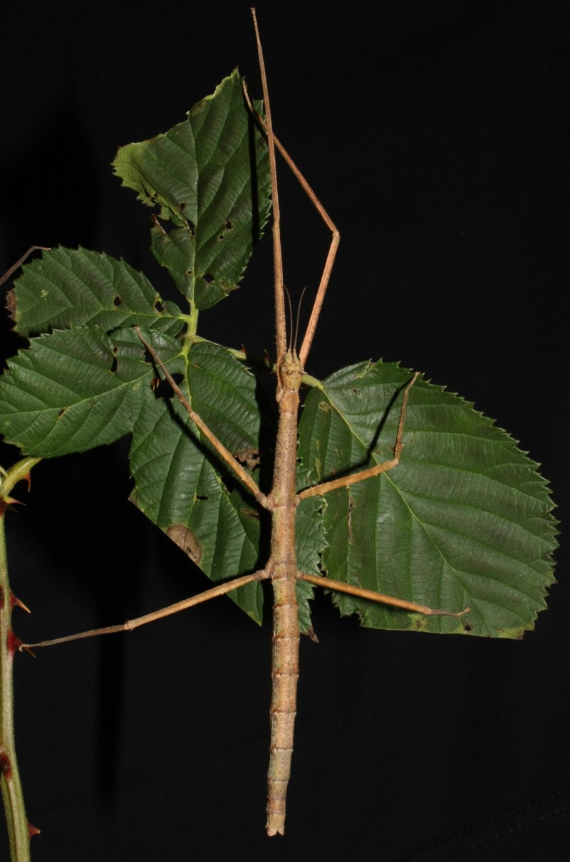 Палочники Medauroidea extradentata