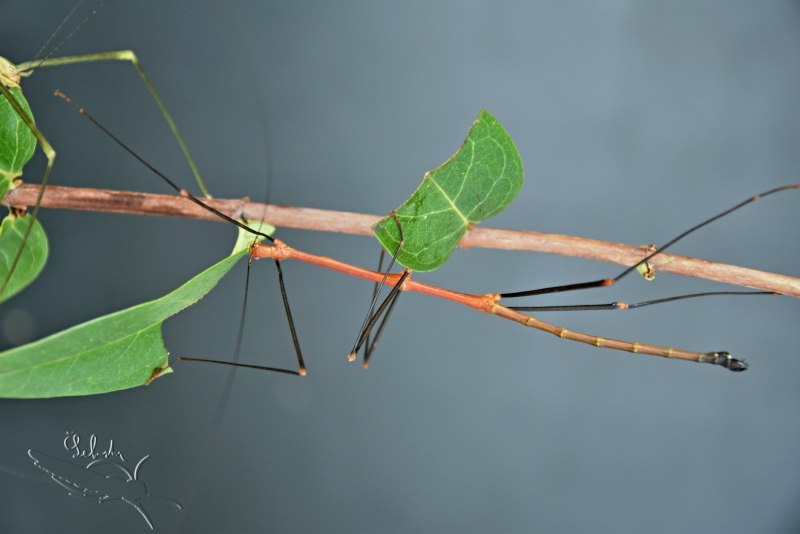 Палочник листовидка Phyllium siccifolium
