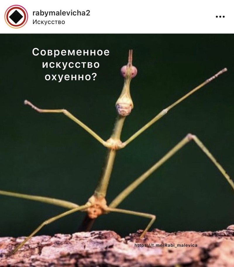 Палочник двубугорчатый