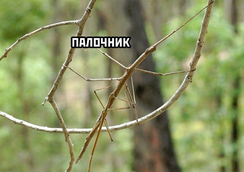 Борнейский палочник