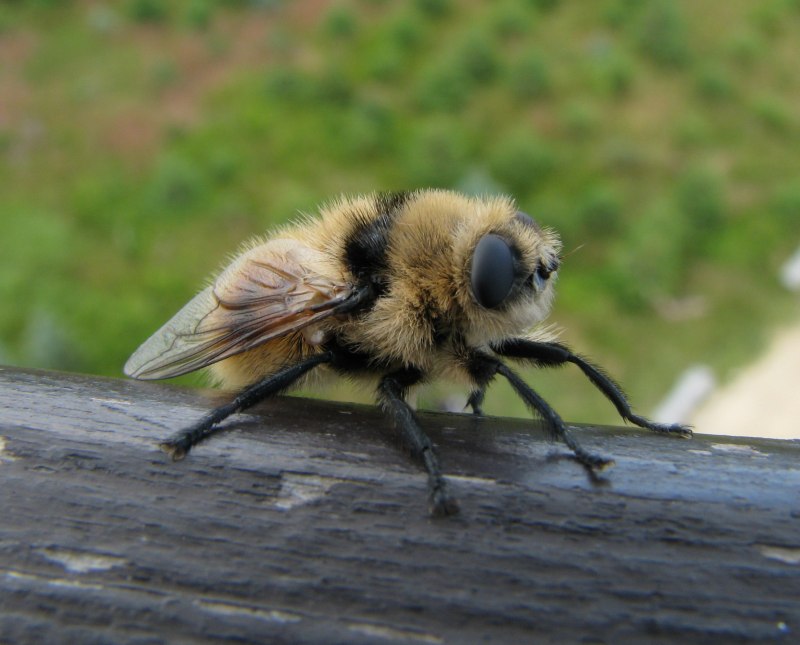 Овод Oestridae