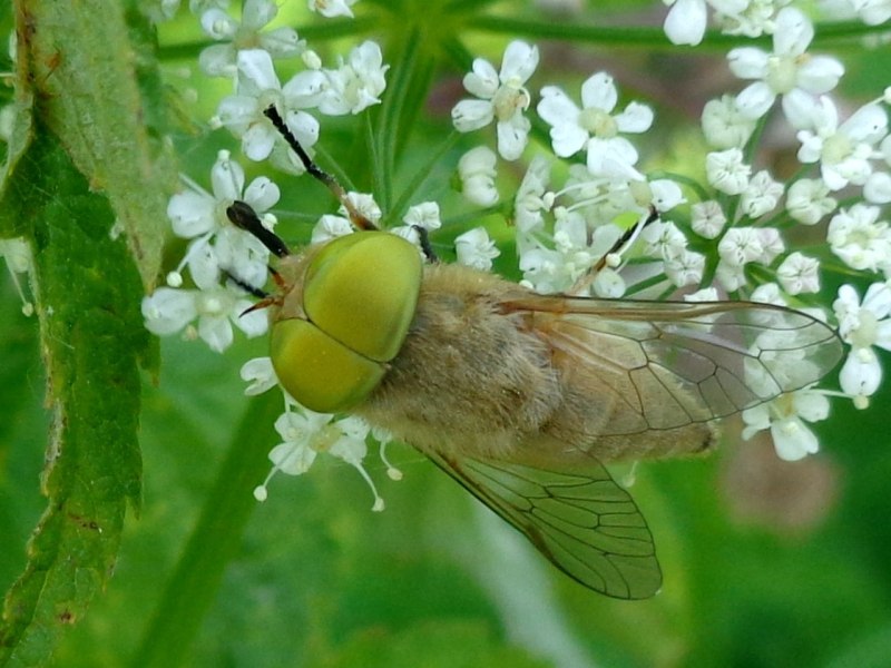 Atylotus fulvus