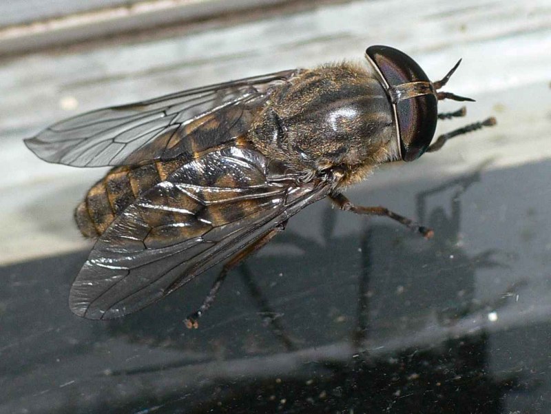 Слепни (Tabanidae)