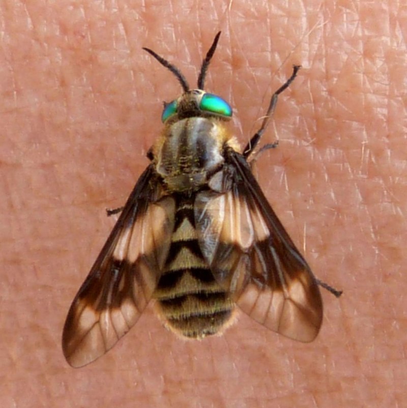 Слепень Chrysops