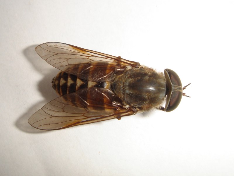Слепень Tabanus