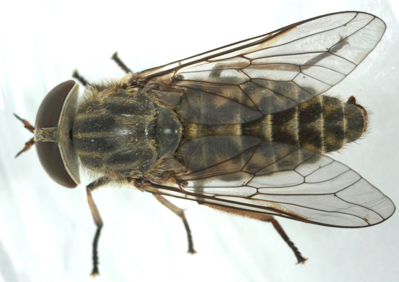 Слепни (Tabanidae)