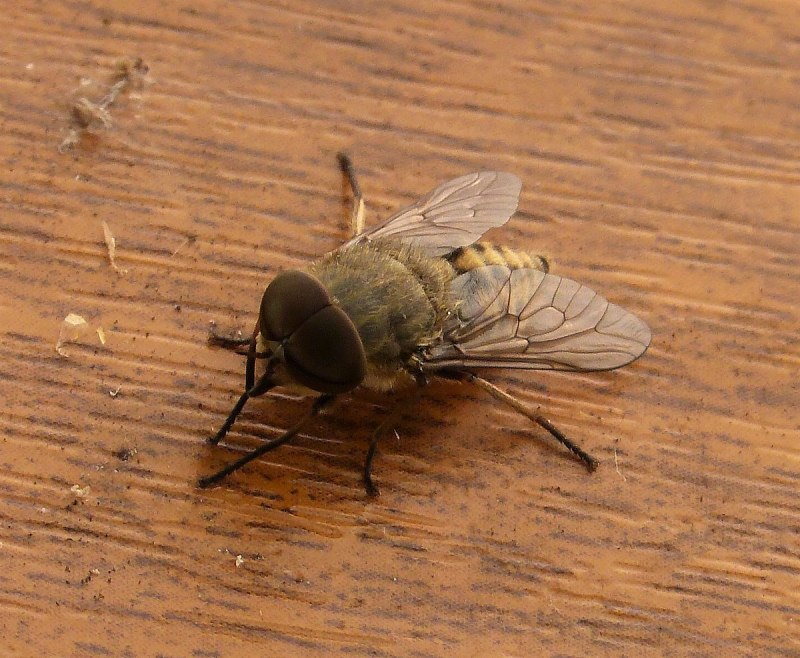 Слепни (Tabanidae)
