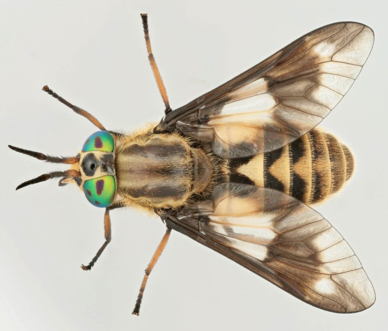 Слепень Chrysops