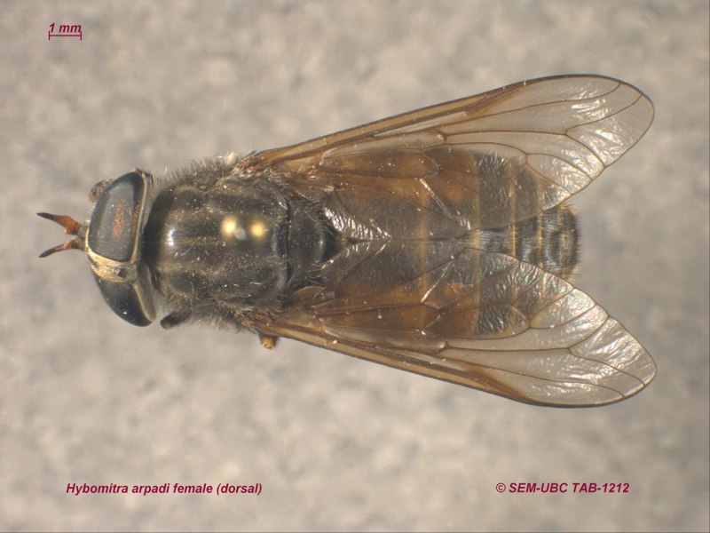 Hybomitra Arpadi