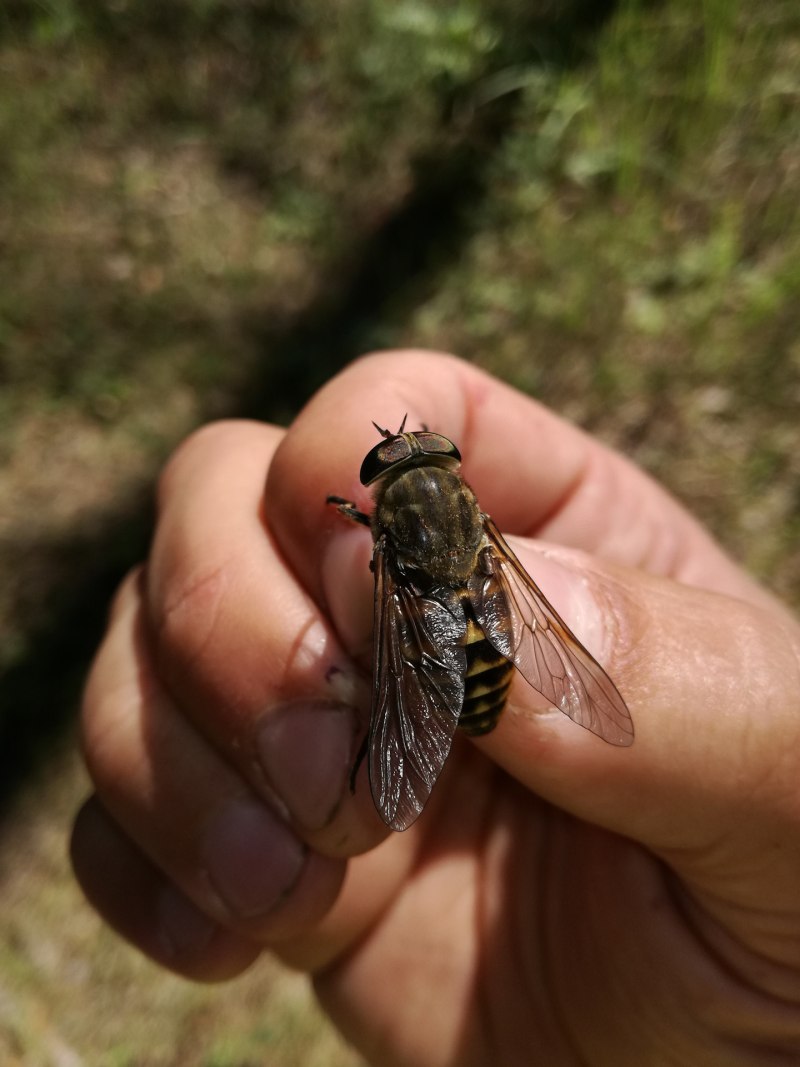 Слепень Tabanus