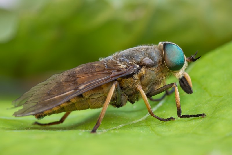 Слепень Tabanus