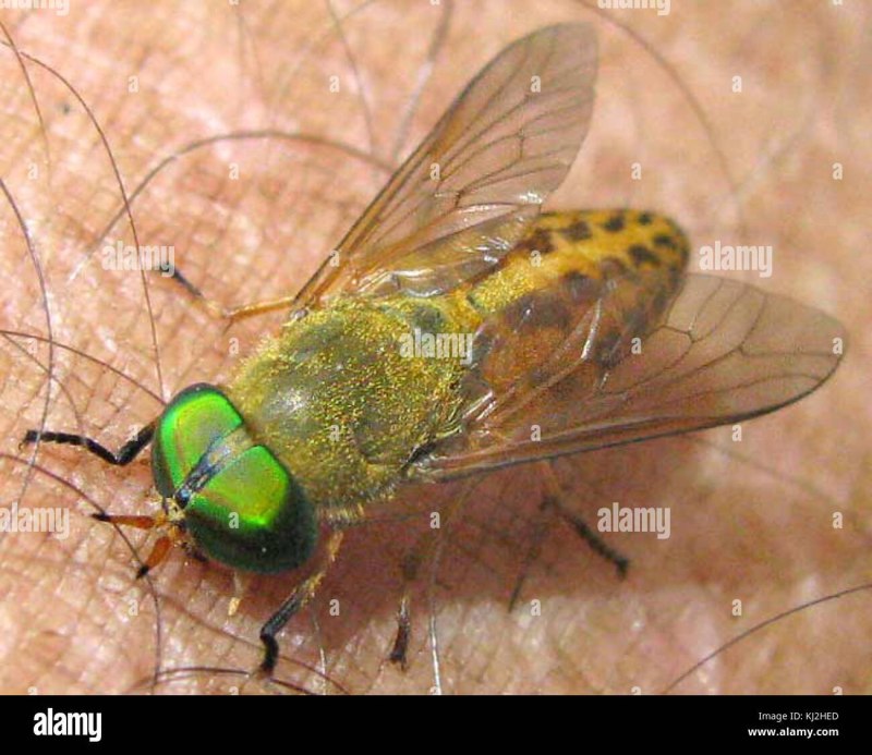 Слепень Tabanus chrysurus