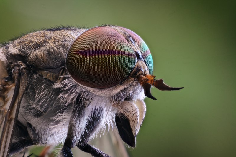 Слепень Tabanus chrysurus