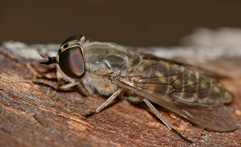 Tabanus bromius
