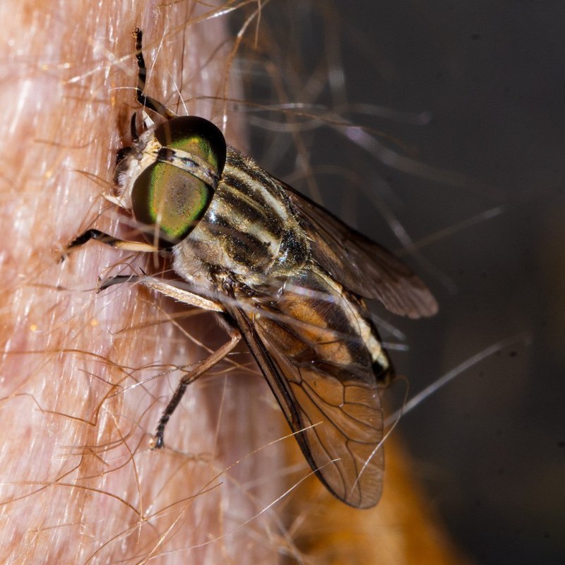 Слепень бычий Tabanus bovinus