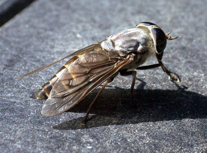 Слепень Tabanus chrysurus
