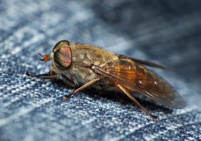 Слепень бычий Tabanus bovinus