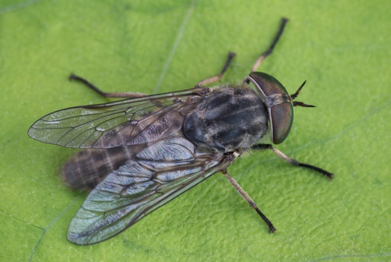 Tabanus bromius