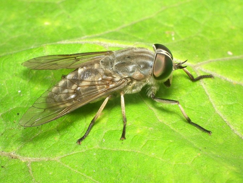 Слепни (Tabanidae)