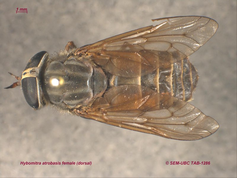Слепень полуденный Hybomitra bimaculata