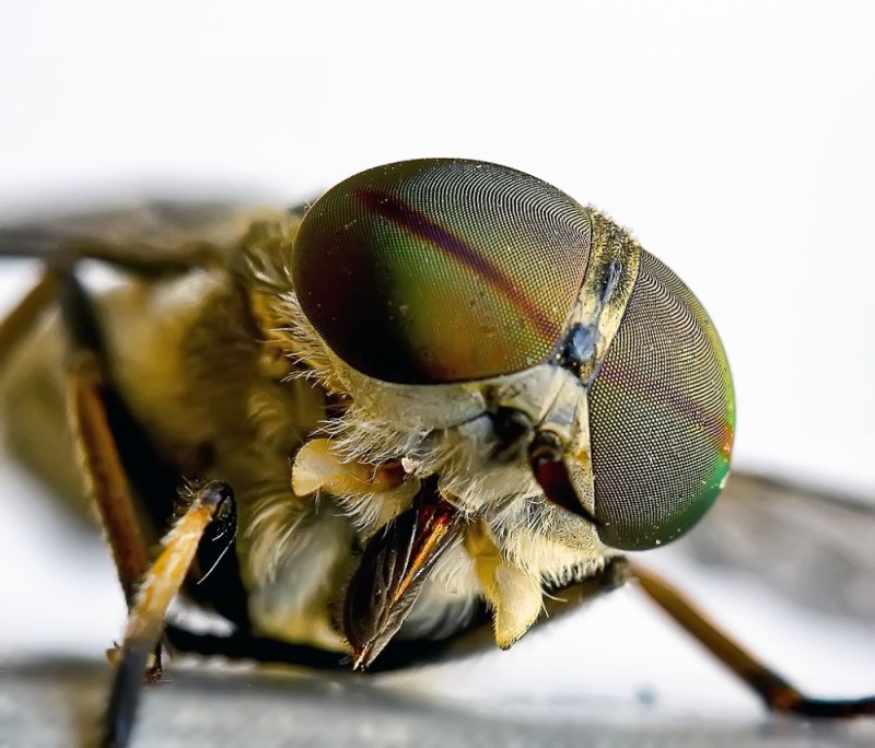 Слепни (Tabanidae)
