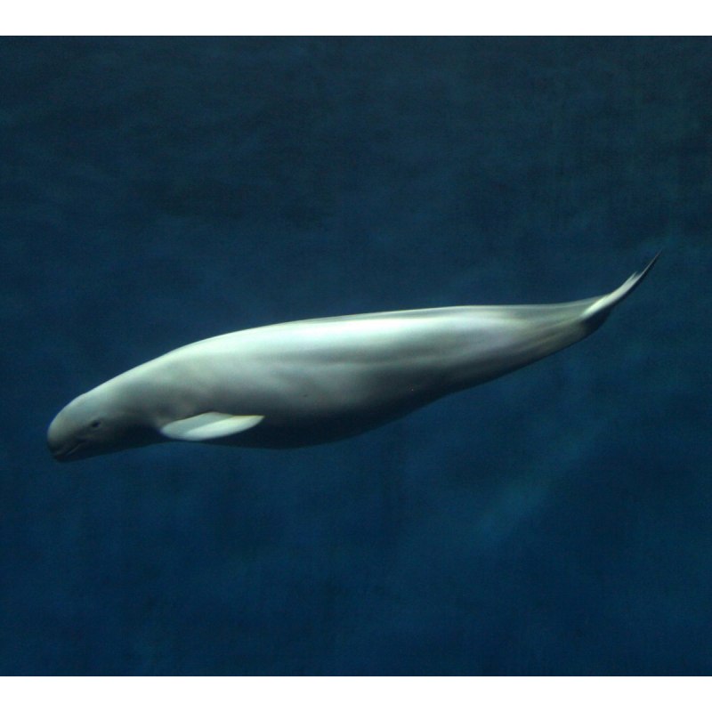 Морская свинья Азовка