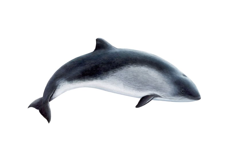 Phocoena Phocoena, Harbour Porpoise